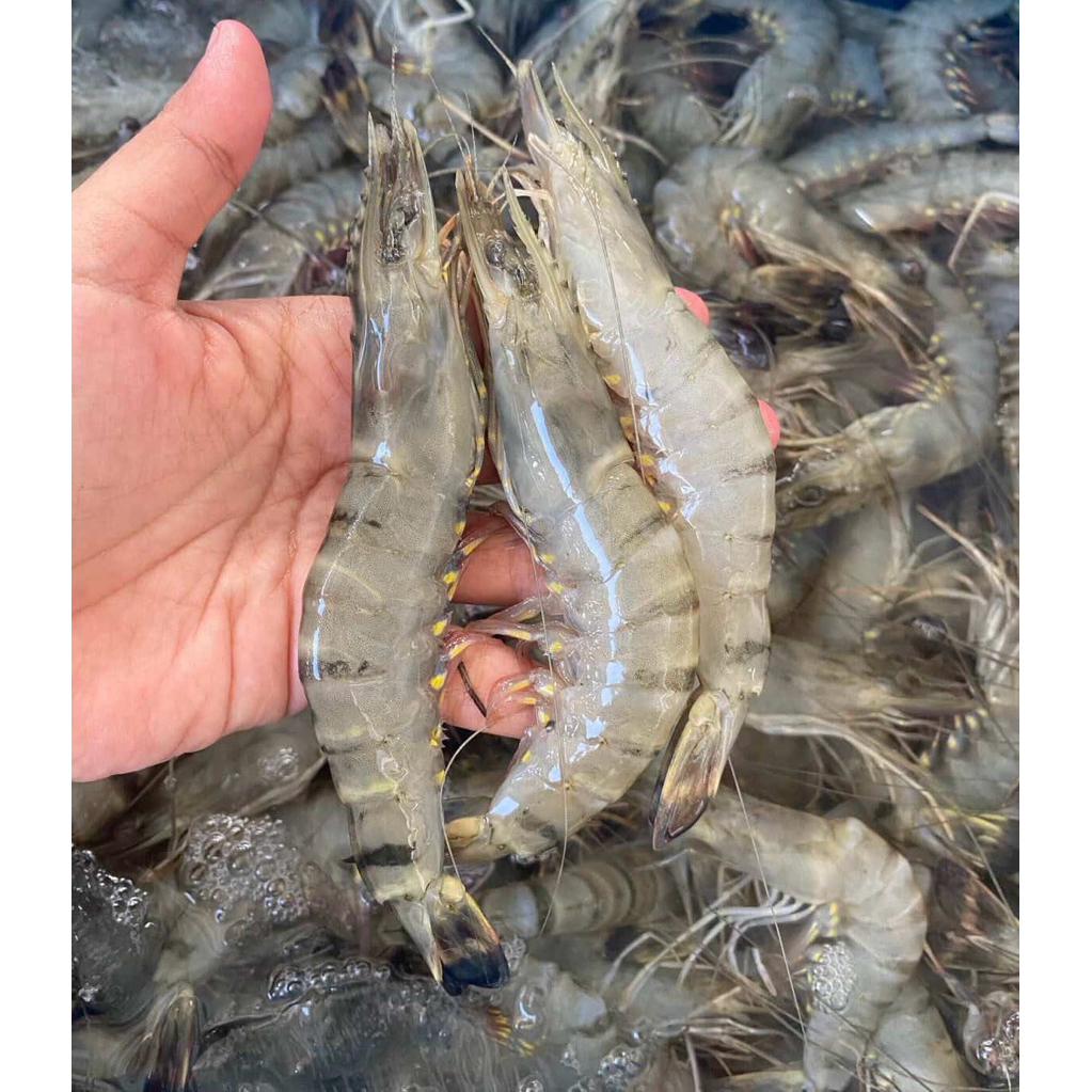 Udang Windu 1 Kg Kemasan Thinwall