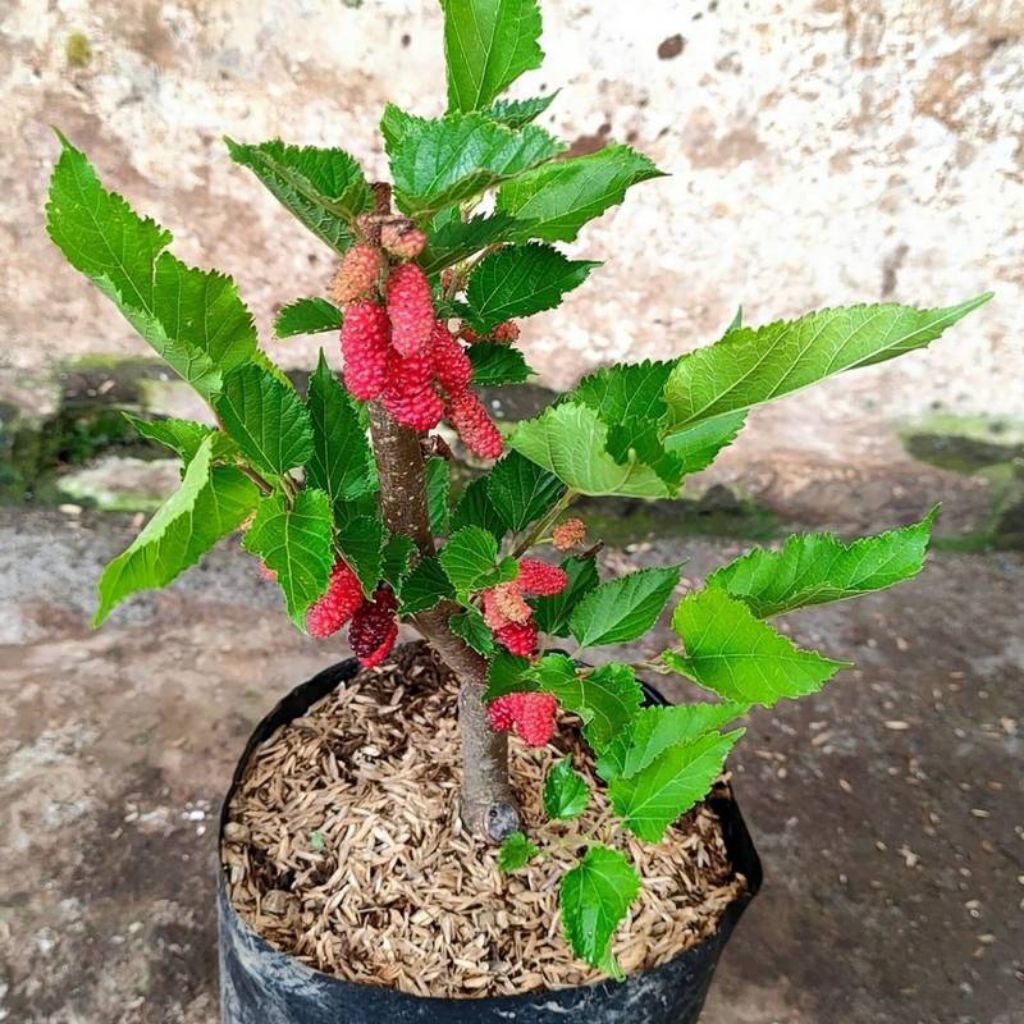 stik bahan bonsai pohon murbei siap berbuah tinggi 30cm kualitas terbaik dan terjamin lebih cepat be