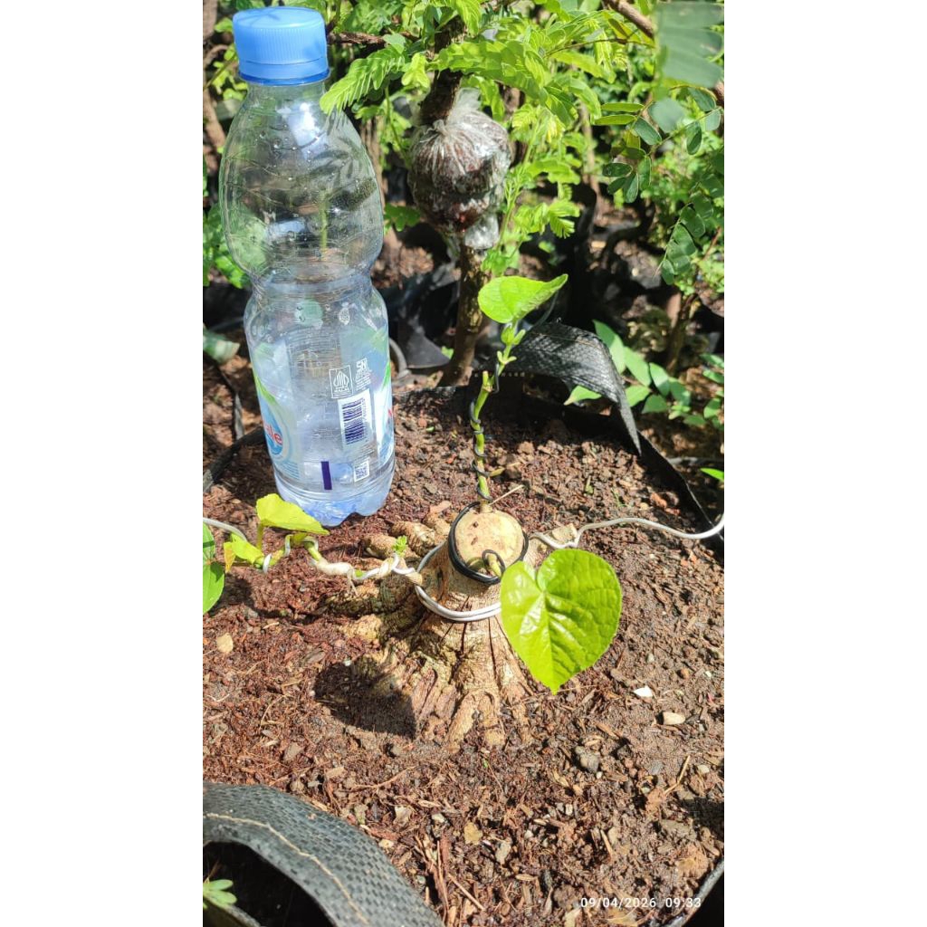 bonsai waru india /bahan bonsai