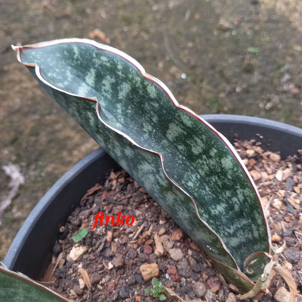 ES. 21837. sansevieria sp. km 42 w. of Mafinga, Tanzania.
