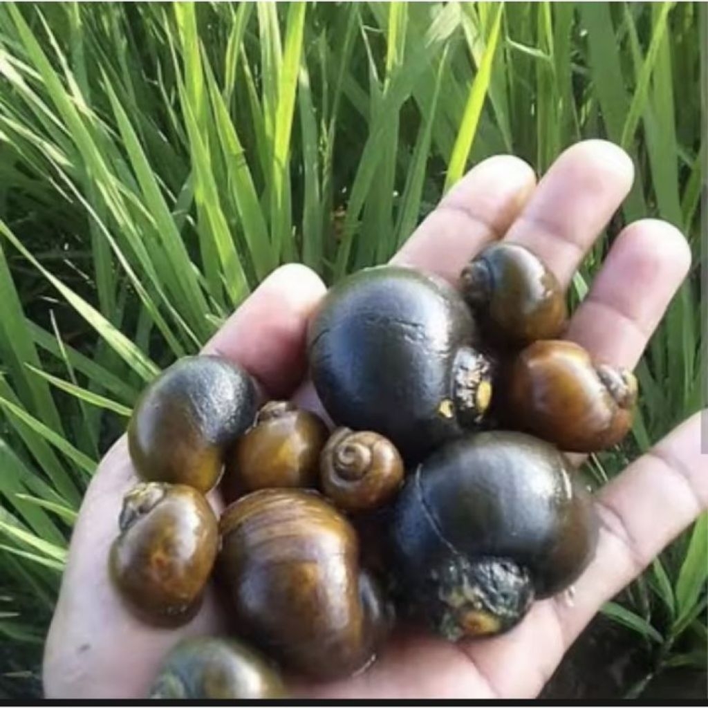 KEONG SAWAH HIDUP SEGAR - Pilihan Terbaik untuk Konsumsi, Umpan Mancing, Pakan Ternak & Pembersih Ko