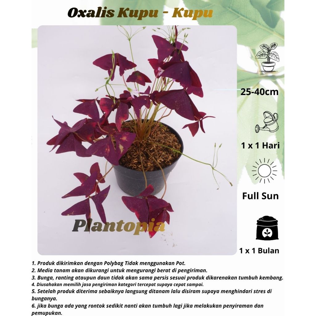 Oxalis Kupu-kupu, Tanaman Hias Gantung Oxalis Kupu-kupu (Oxalis triangularis)