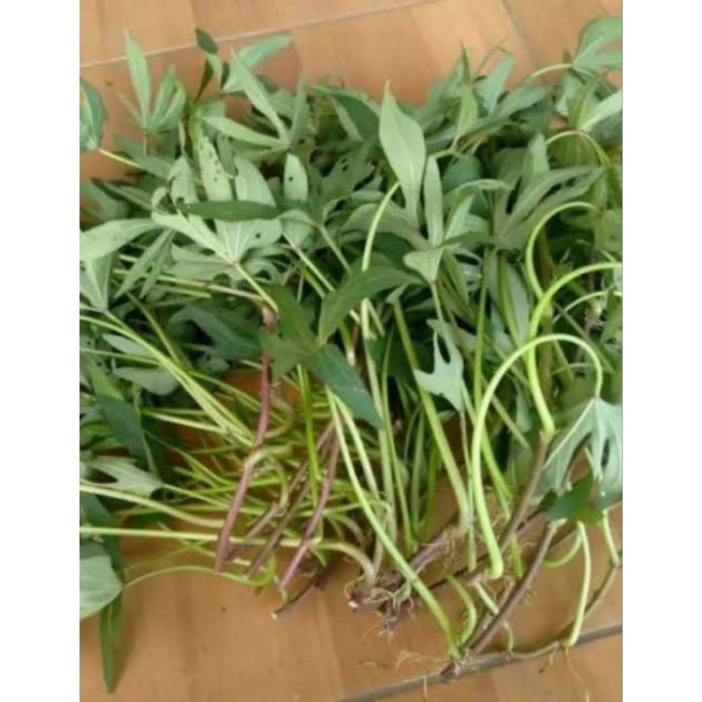 50batang bibit cilembu madu tau ubi cilembu