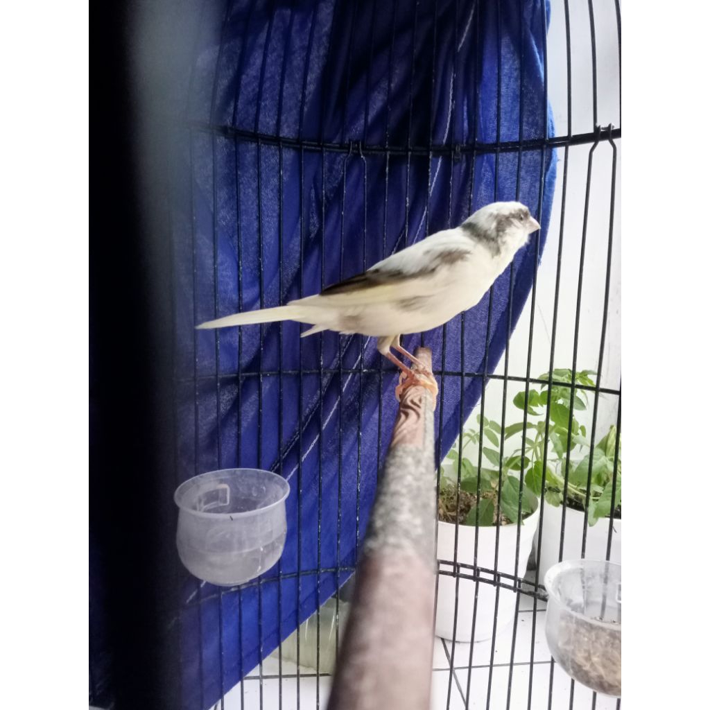 kenari panda & kenari putih bahan prospek jantan betina