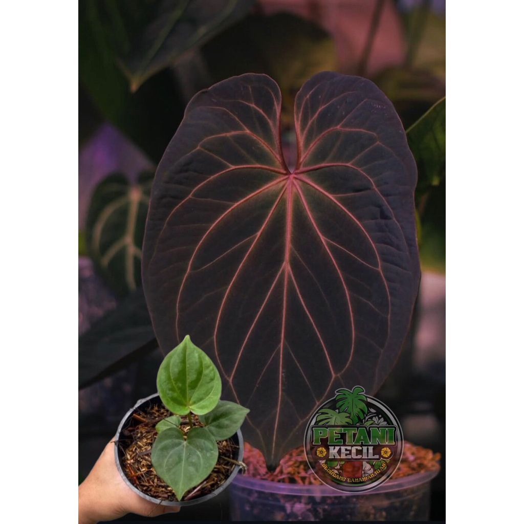 Anthurium King Of Spades Baby - Tanaman Hias Kuping Gajah King Of Spades Hu anakan
