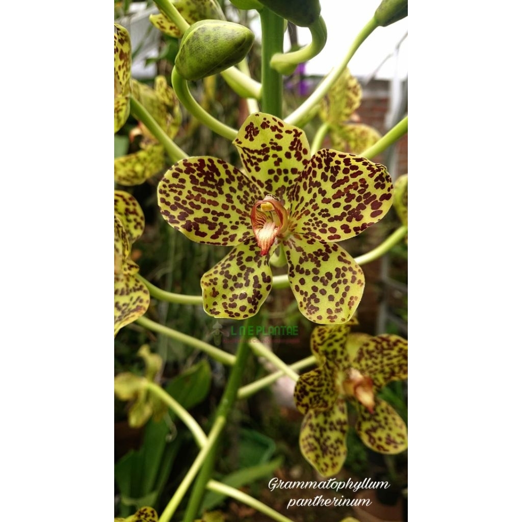 Grammatophyllum pantherinum