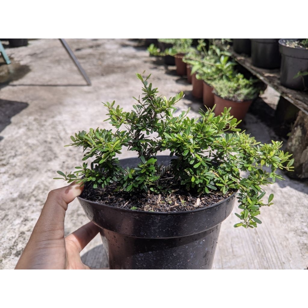 Bahan bonsai saeng simbur micro vietnam