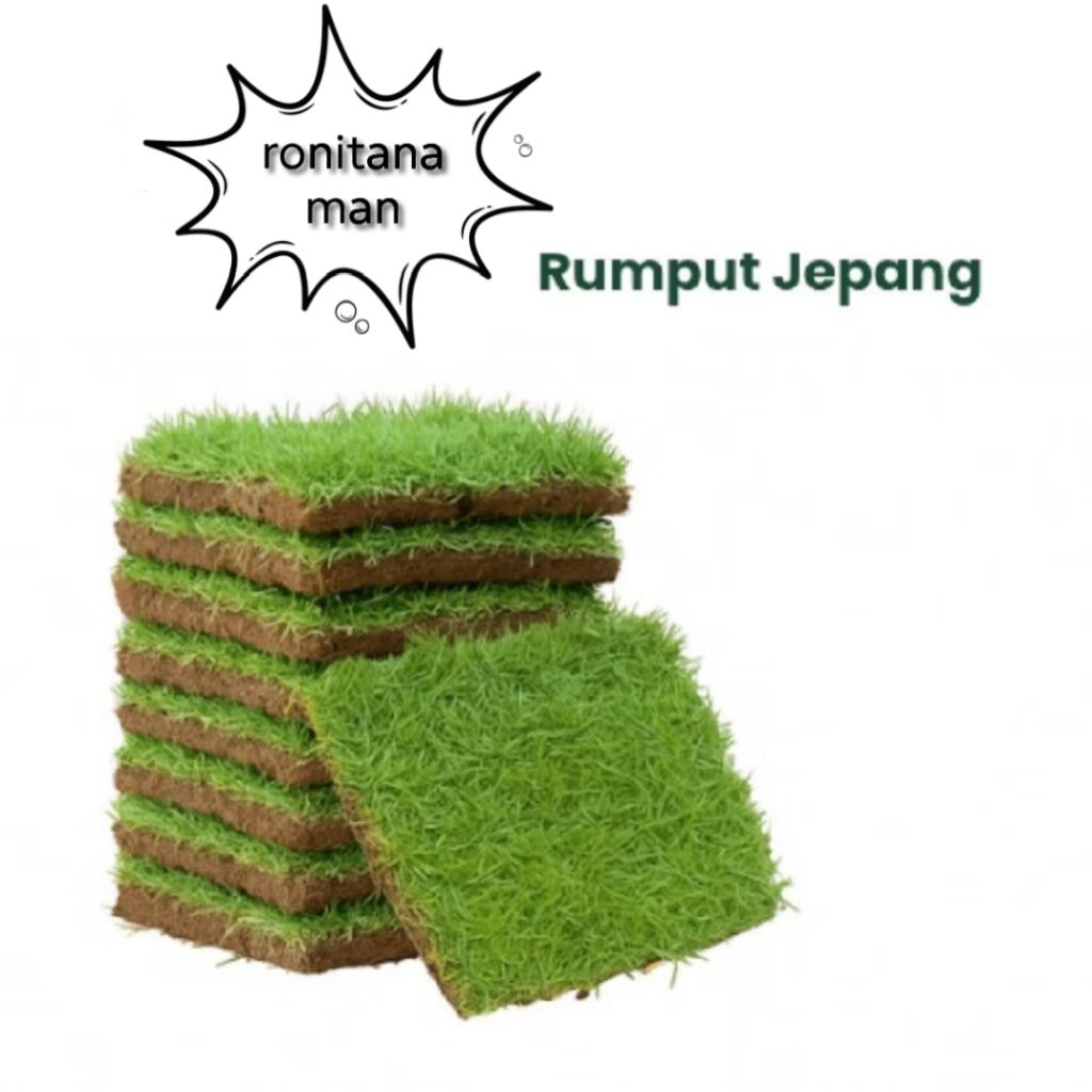 ( BEST SELLER ) Rumput Jepang Ukuran 1 Keping Siap Tanam / Rumput Jepang Segar