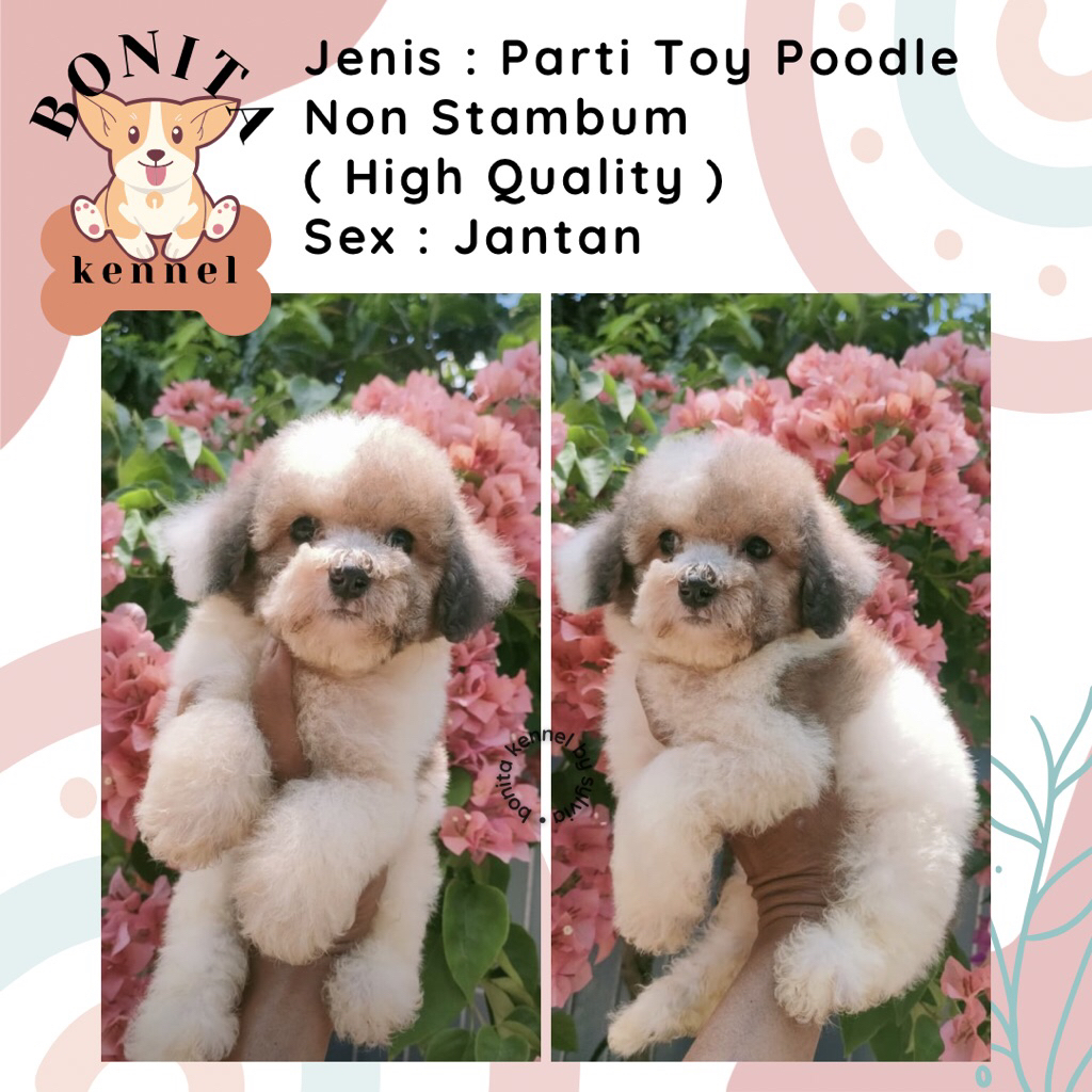 Particolor Tiny Poodle Non Stambum Anak Anjing Poodle Jantan Betina