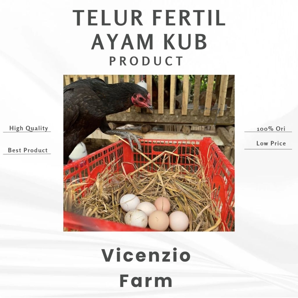 Telur Fertil Untuk Ditetaskan Ayam KUB 2
