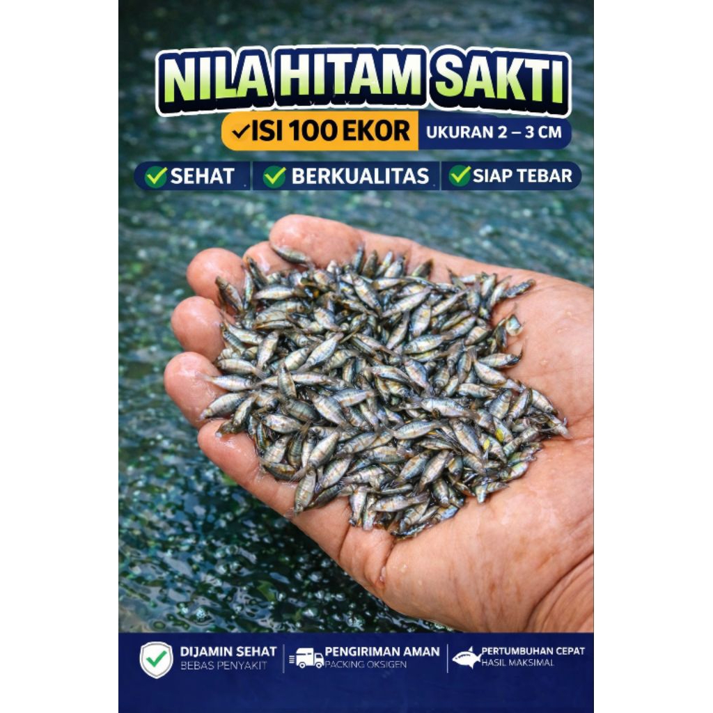 Bibit Ikan Nila Hitam Sakti Ukuran 2–3cm Isi 100 Ekor Per Paket Nila Super
