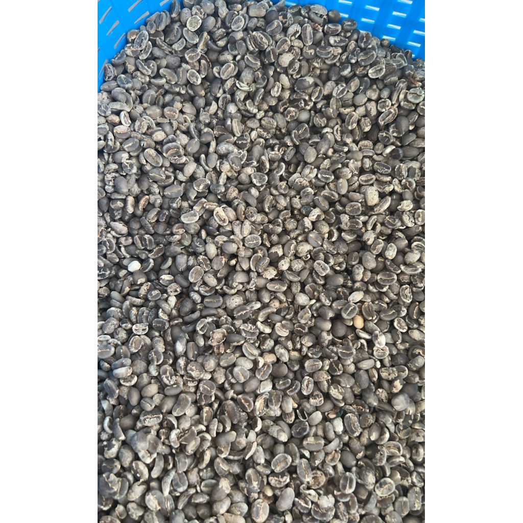 biji kopi karo - green bean grade 1 karo