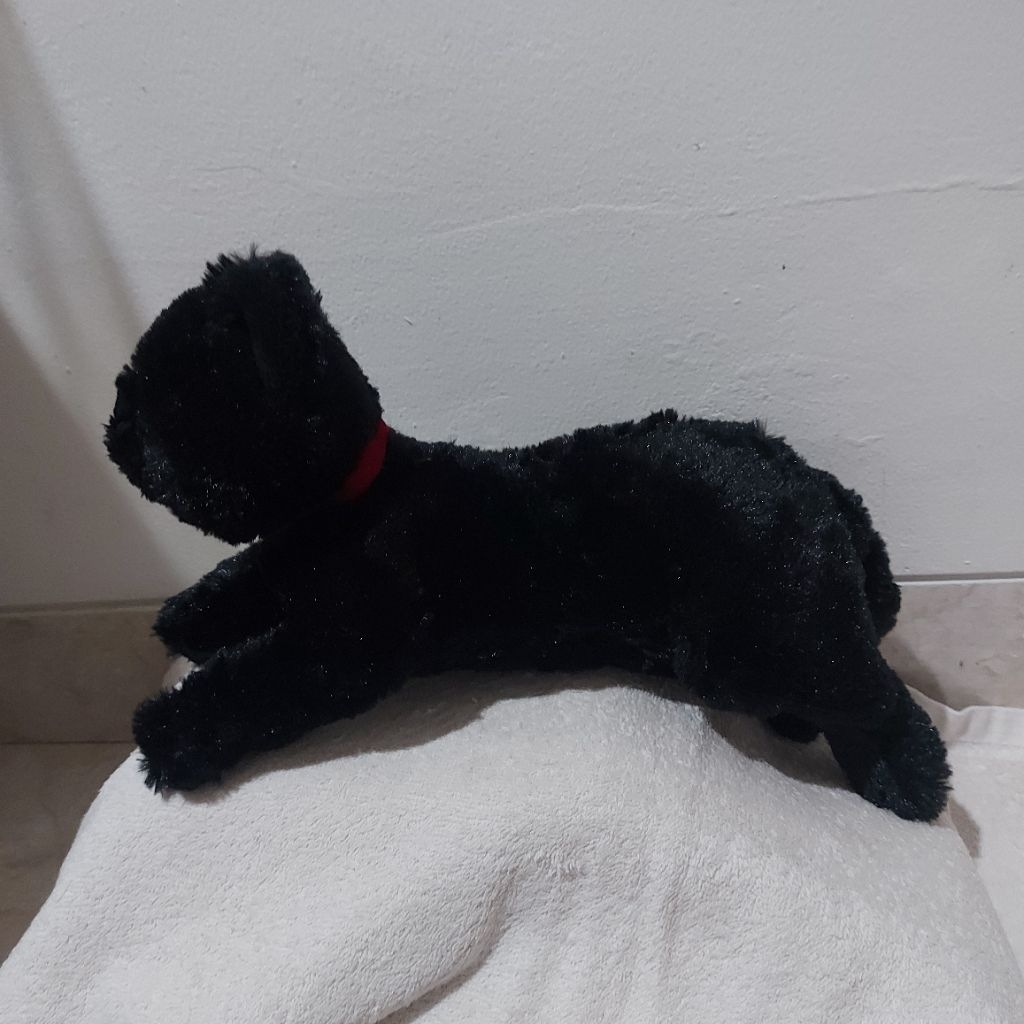 kucing hitam dan abu sunlemon sisa import kondisi baru, brand jepang