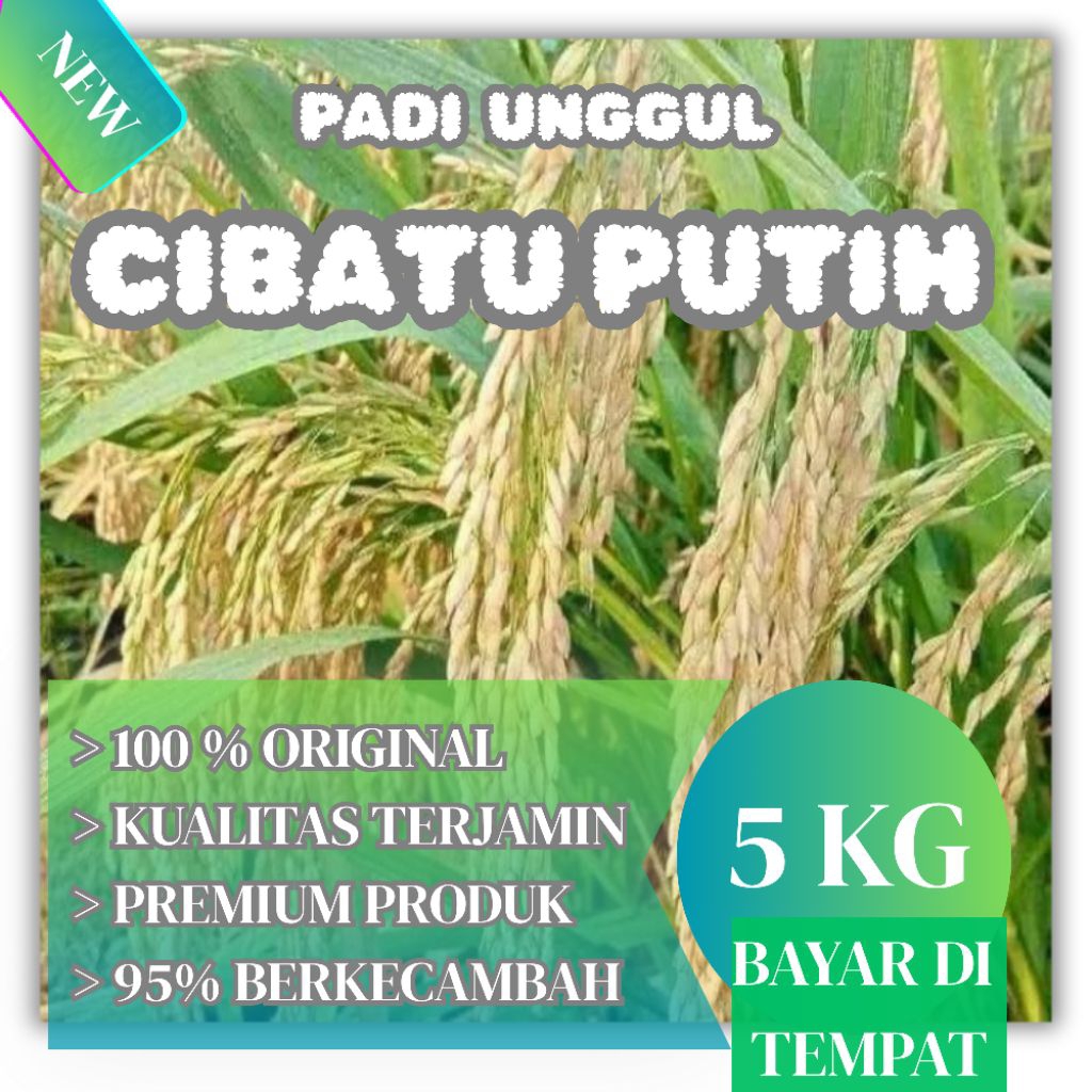 Benih padi cibatu putih kemasan 5kg original