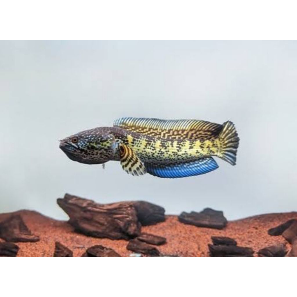 channa auranti macullata grad a gondrong singgel tank size 3-7cm