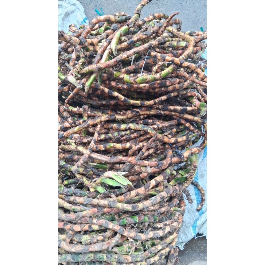 jeringau/dringo(300gram)