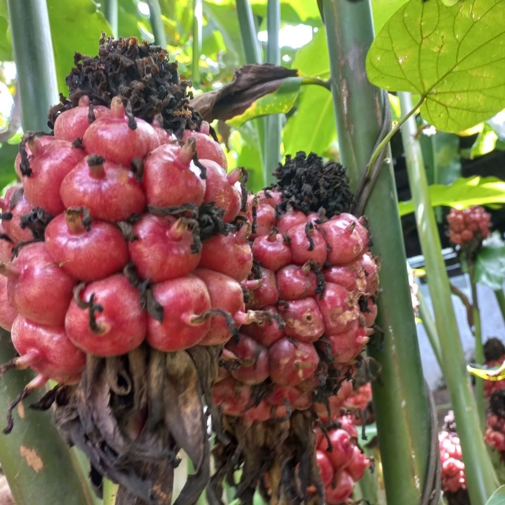 Buah Kecombrang Atau Buah Honje Untuk Pelangkap Masakan Minuman Jus - 1kg