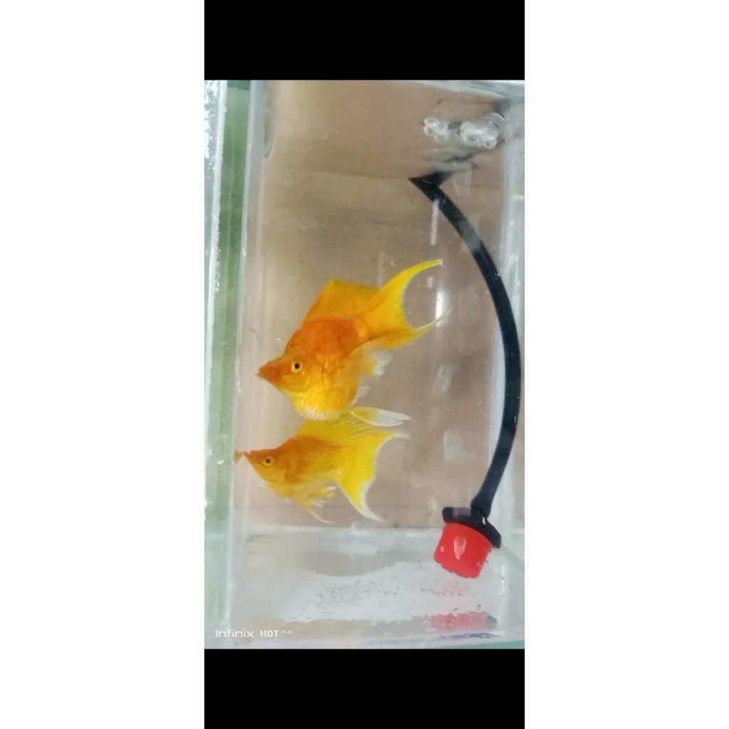 Molly Cawang Balon Lyretail Platinum - Paket 2 Ekor, Aman untuk Koloni, Ukuran Dewasa