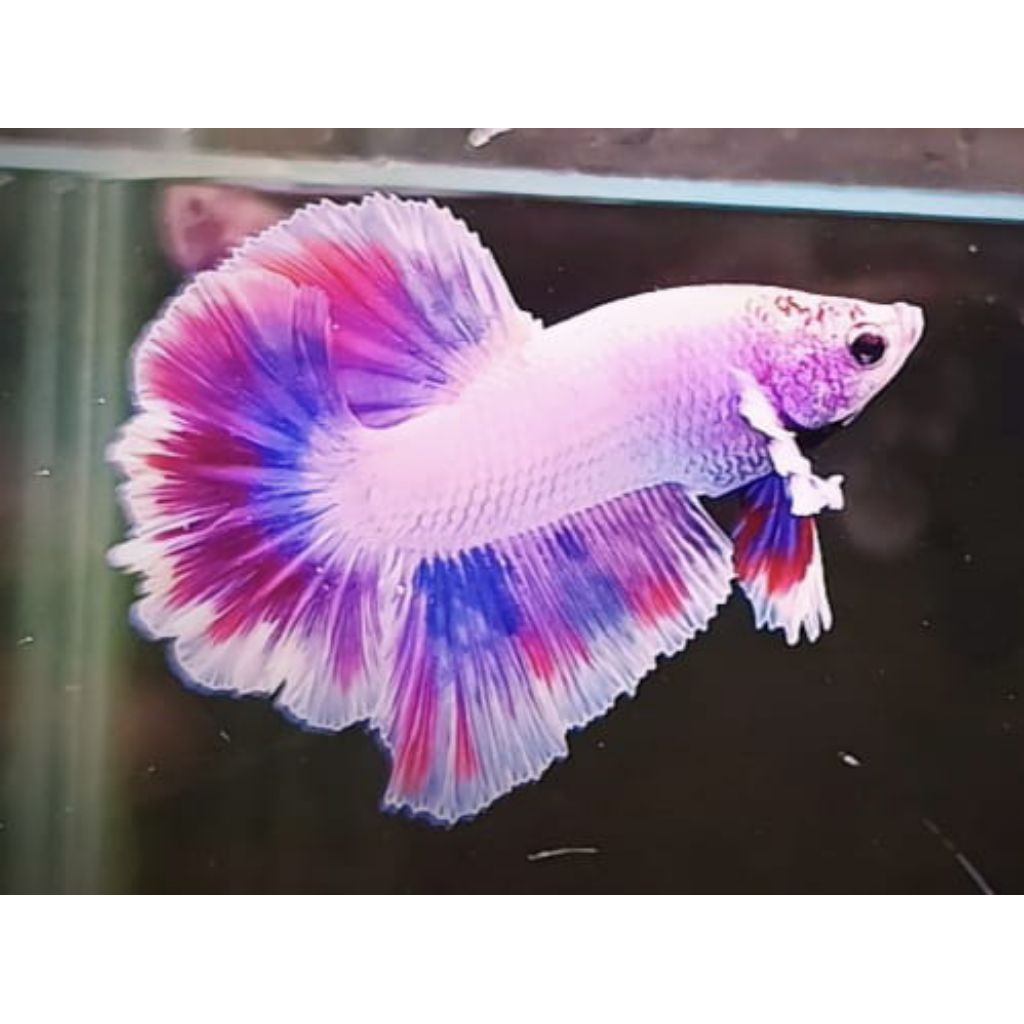 IKAN CUPANG DUMBOEAR PINK FLAMINGO