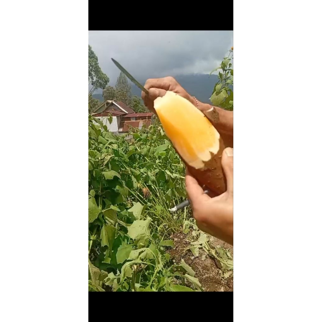 Ubi Yakon
