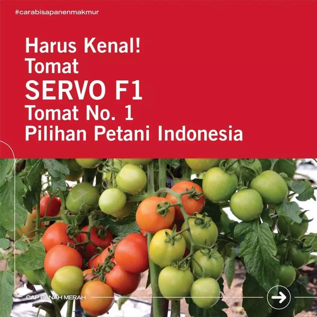Benih Tomat SERVO F1 Original isi 1.750