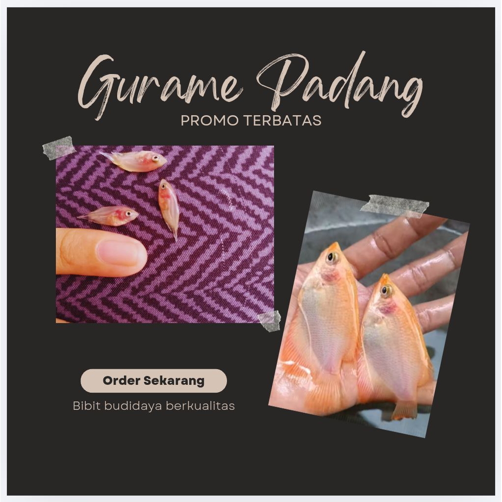 gurame Padang Nguaci isi 100 bibit berkualitas top dikelasnya terlaris