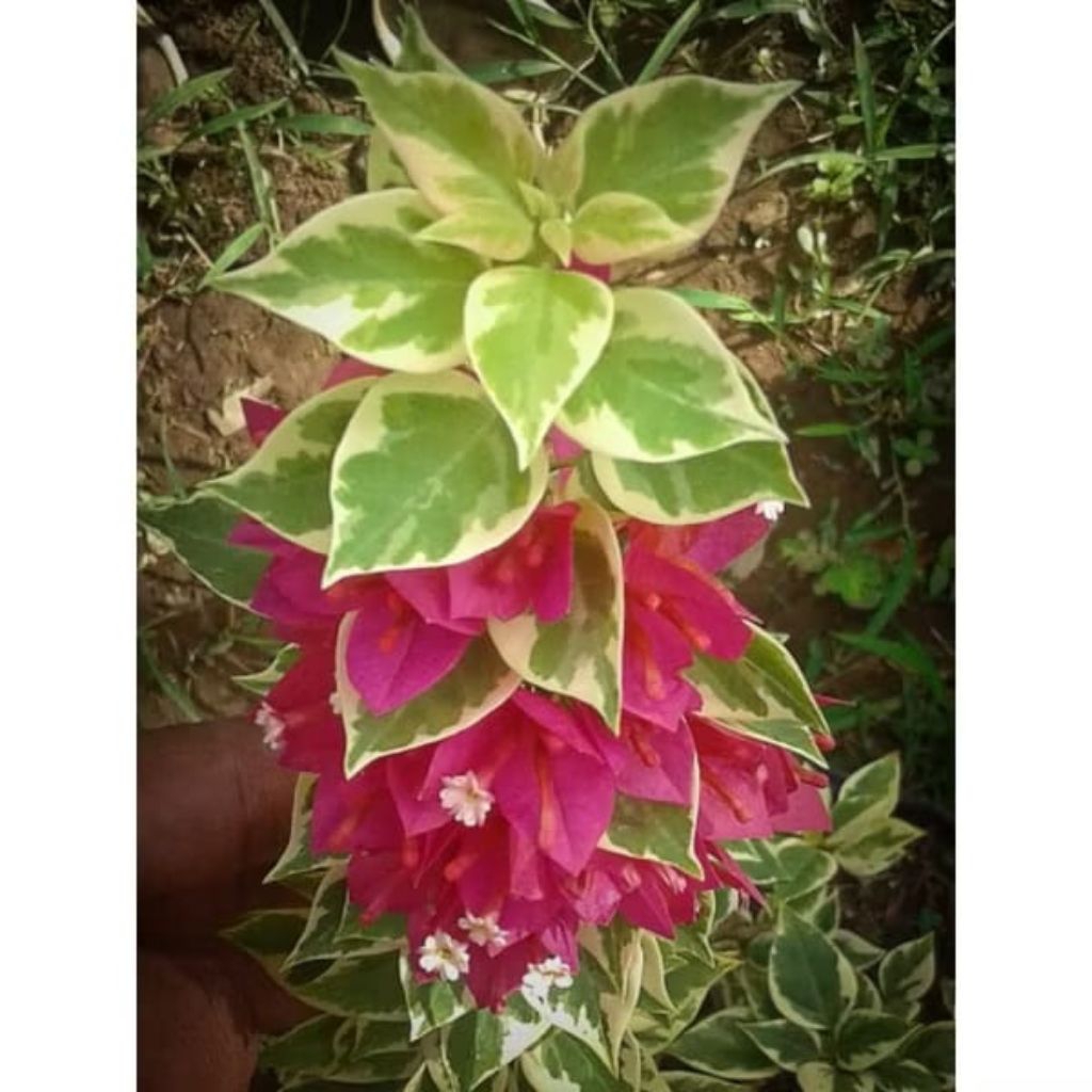 BOUGENVILLE VARIGATA MERAH BUNGA KERTAS- BIBIT BOUGENVILLE VARIGATA MERAH SIAP TANAM