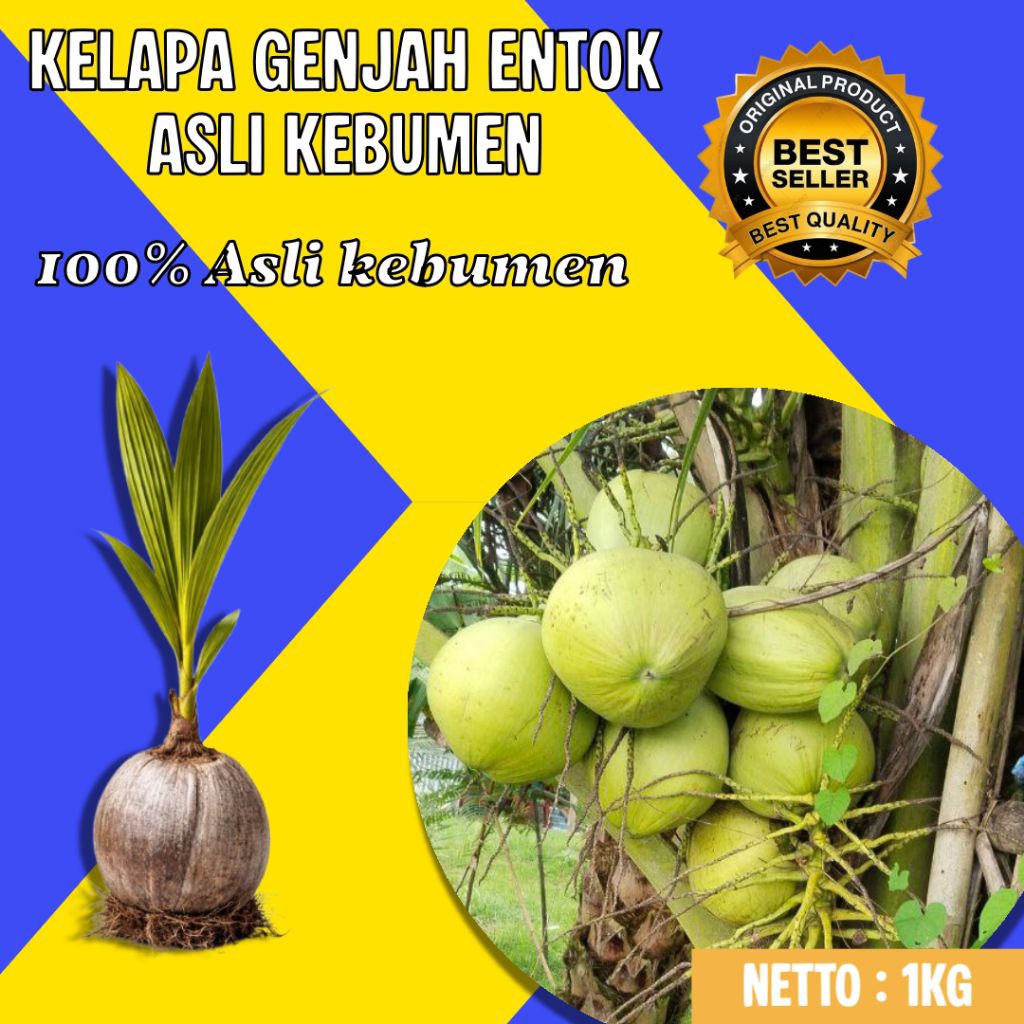HARGA PETANI  Bibit Kelapa Pendek Entok, Bibit Kelapa Pendek Entok Genjah