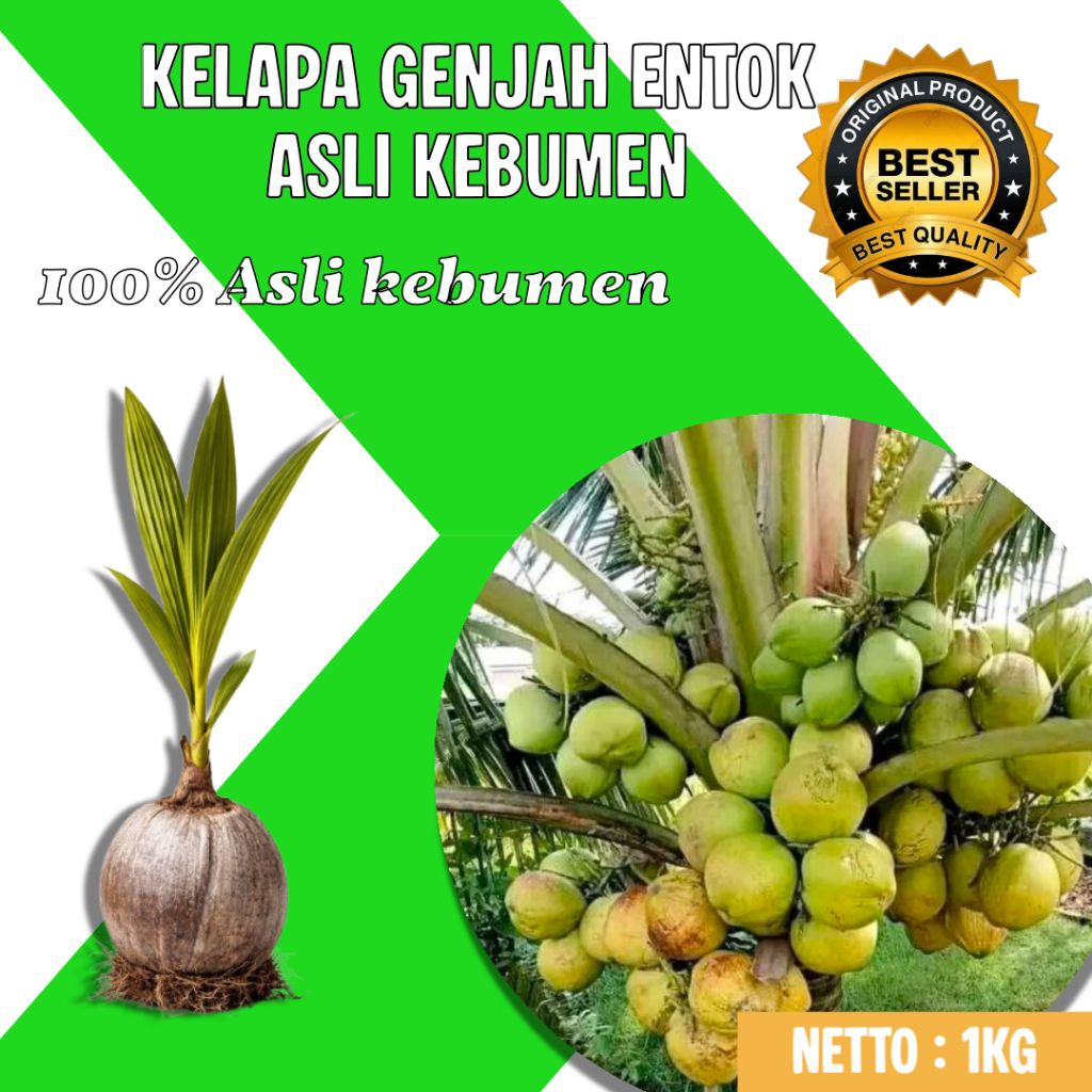 TERMURAH  Pohon Kelapa Pendek Entok F1, Pohon Kelapa Pendek Terbaik, Pohon Kelapa Pendek Terdekat