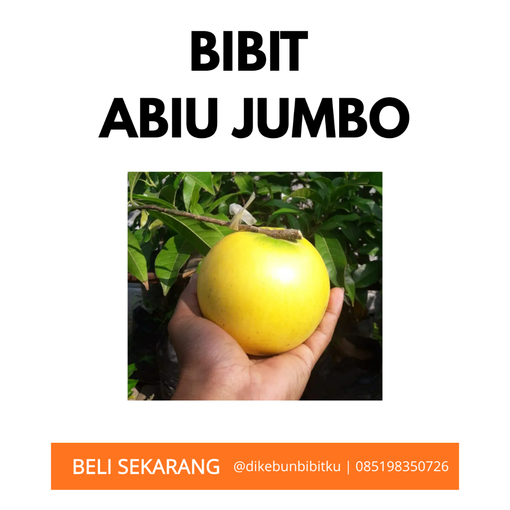 Bibit abiu jumbo