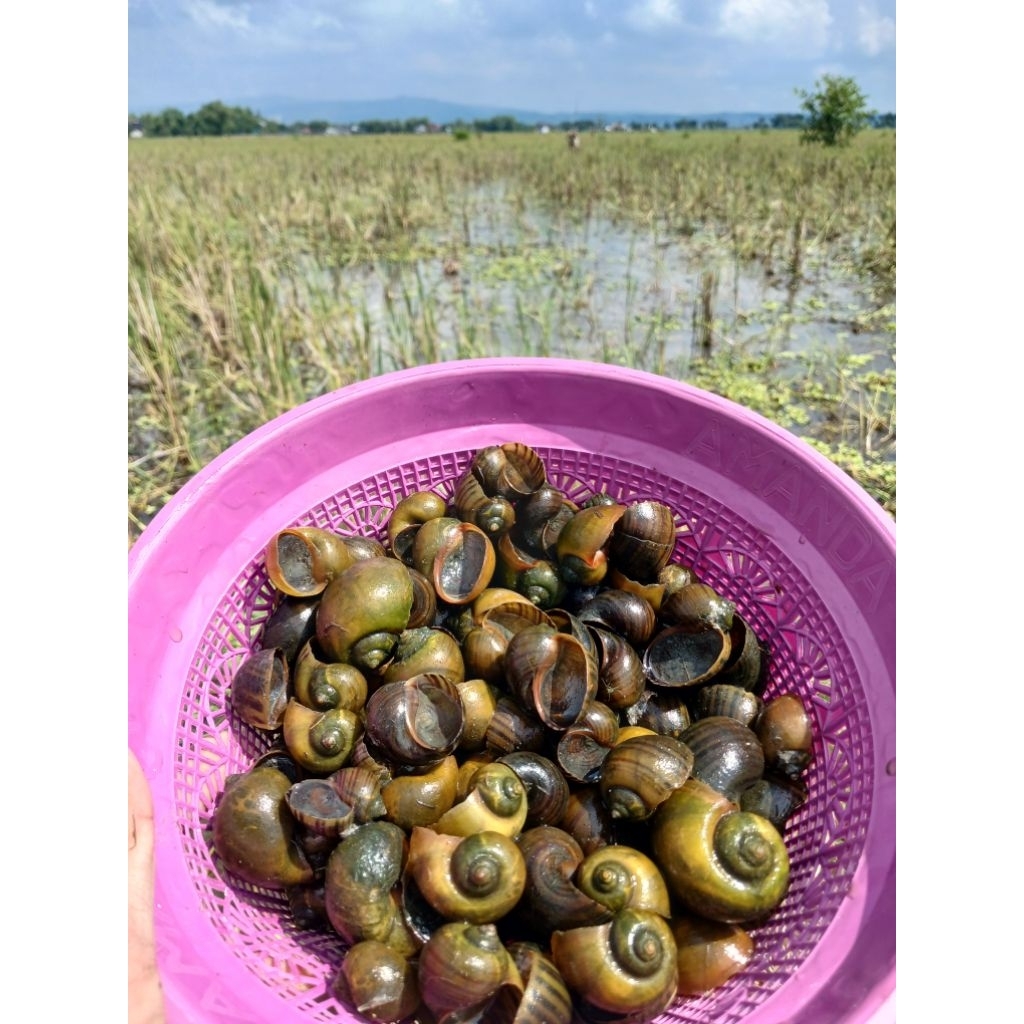 Keong Mas/Sawah/Gondang 1.2kg/500gr Ambil langsung