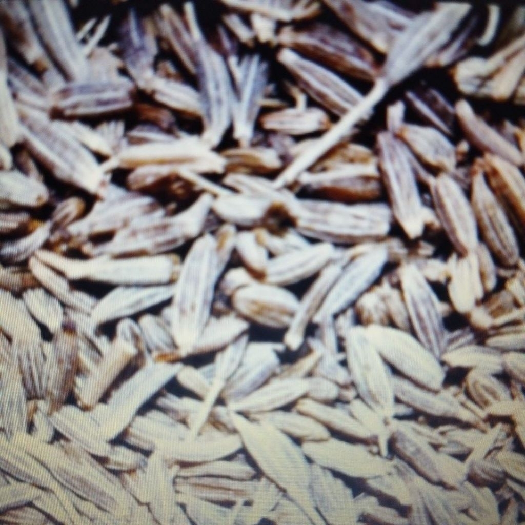 Jintan Kasar/Jintan Manis/ Fennel Seeds 100gram