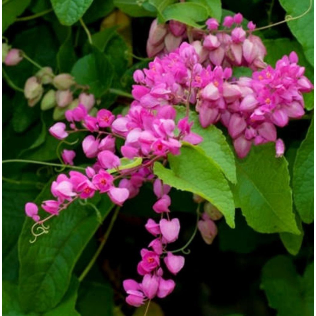 Tanaman Hias Bunga Air Mata Pengantin Pink / Pohon Rambat Air Mata Pengantin Bunga Pink