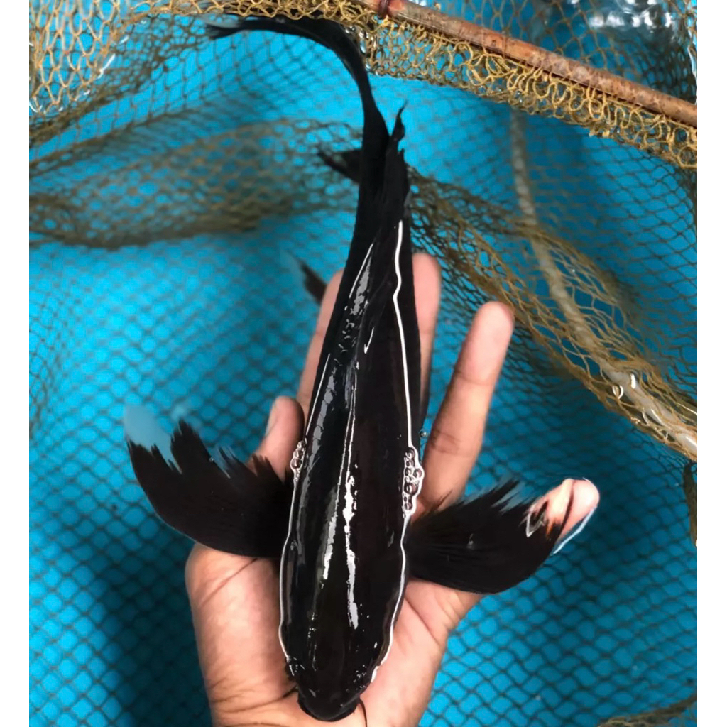 Baby koi karasu slayer isi 3pcs 4-6cm limited edition calon gondrong penari kolam