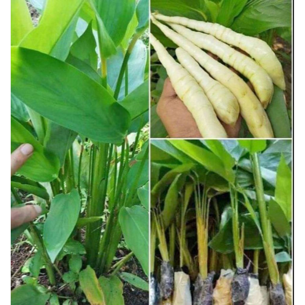 bibit umbi garut- bibit umbi garut siap tanam