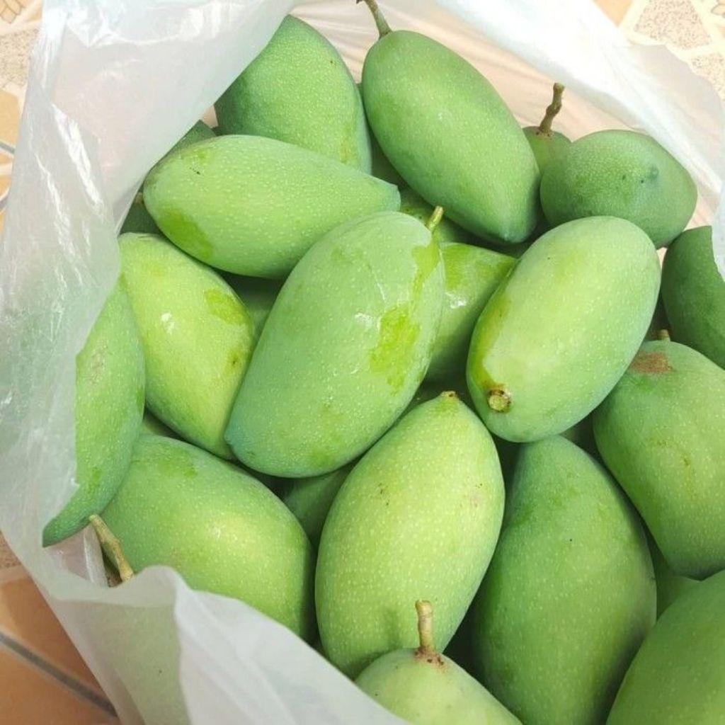 MANGGA MUDA MANGGA RUJAK FRESH BARU PETIK FREE BUMBU RUJAK BANGKOK