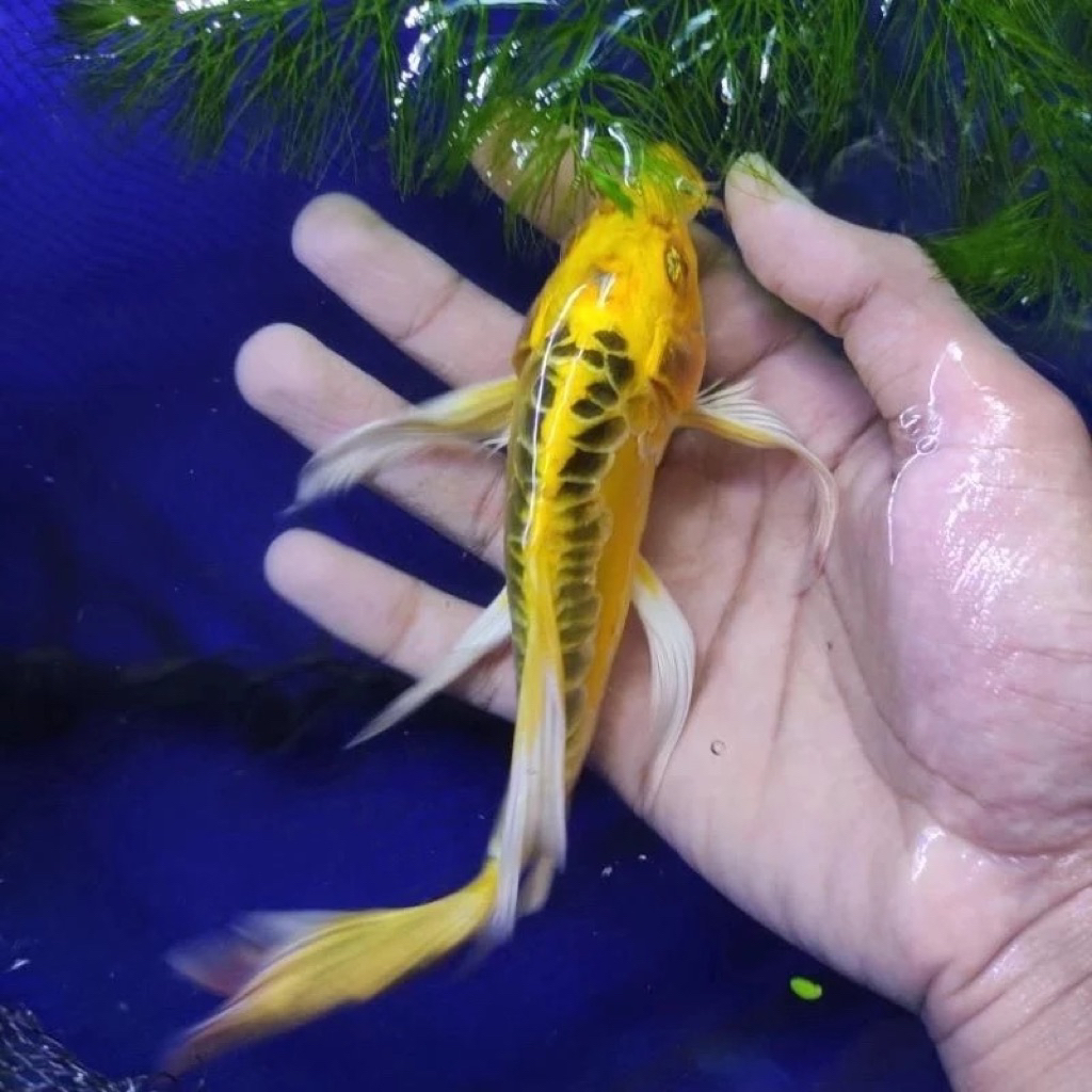 Paket Koi Slayer Metalik Sisik Naga size 10-13 cm - Berkualitas Super