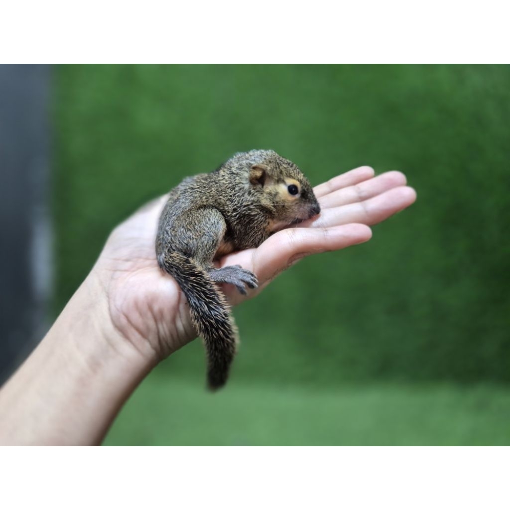 Bajing kelapa BK badjing tupay kelapa