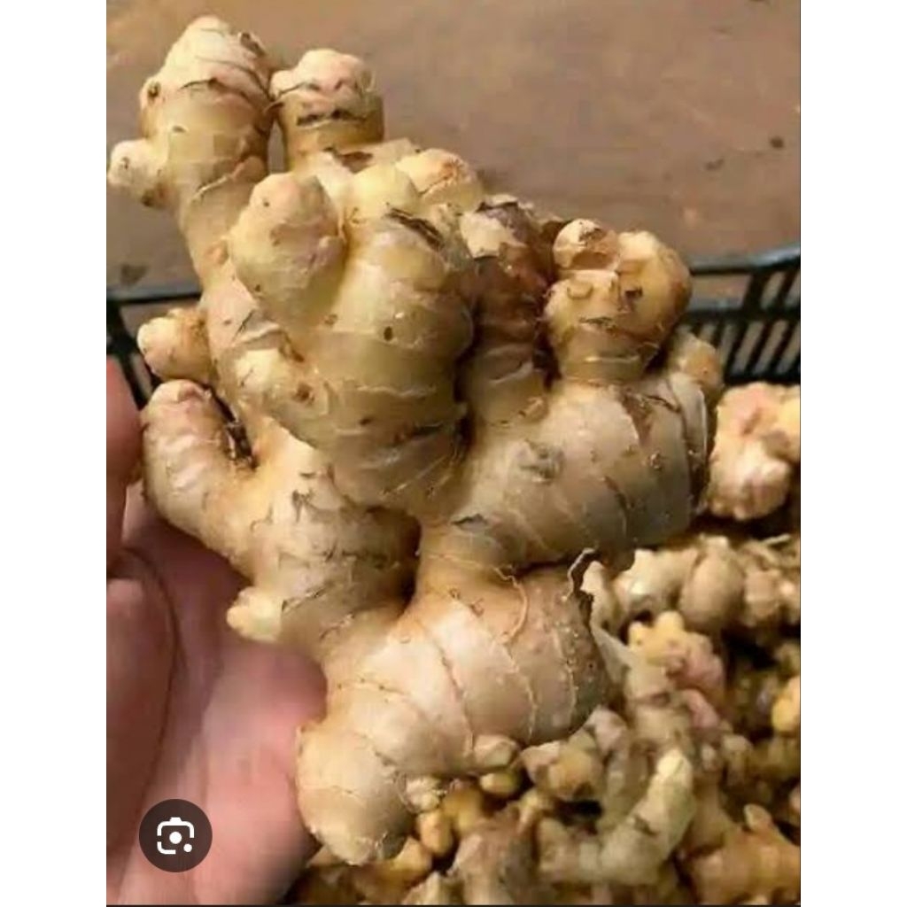 jahe emprit Paris super pedas (belum cuci)1kg