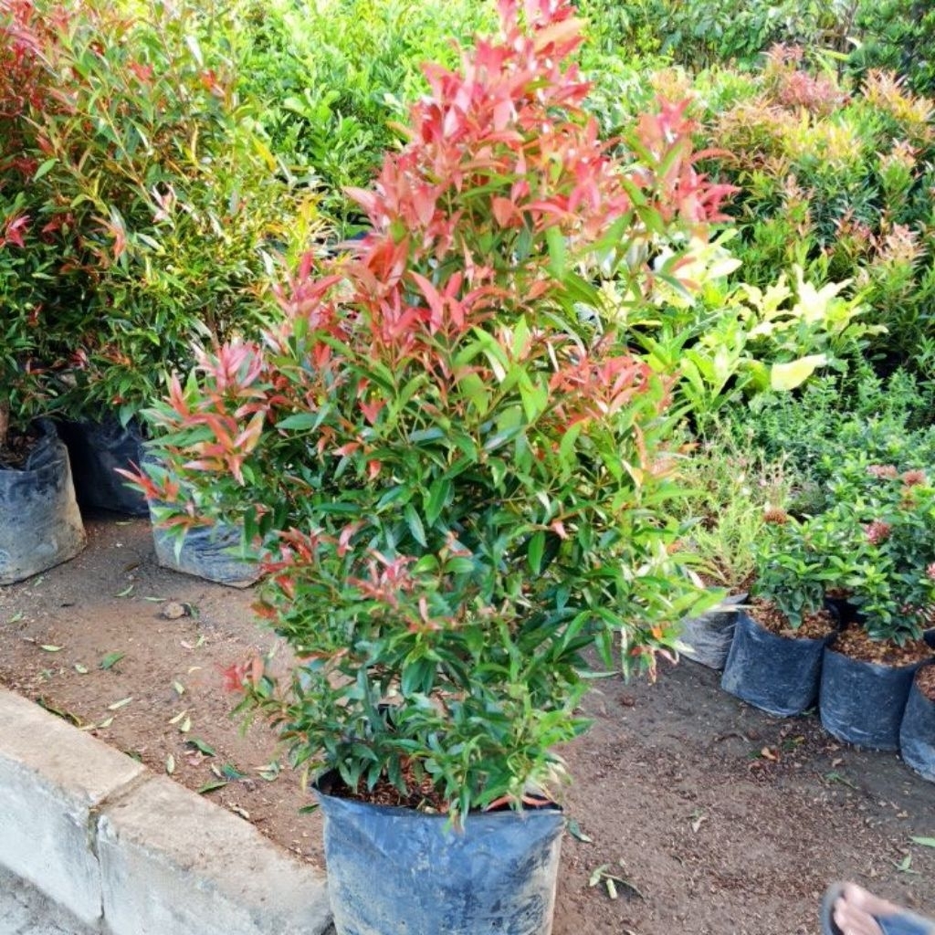 pucuk merah rimbun tinggi 1 meter rimbun
