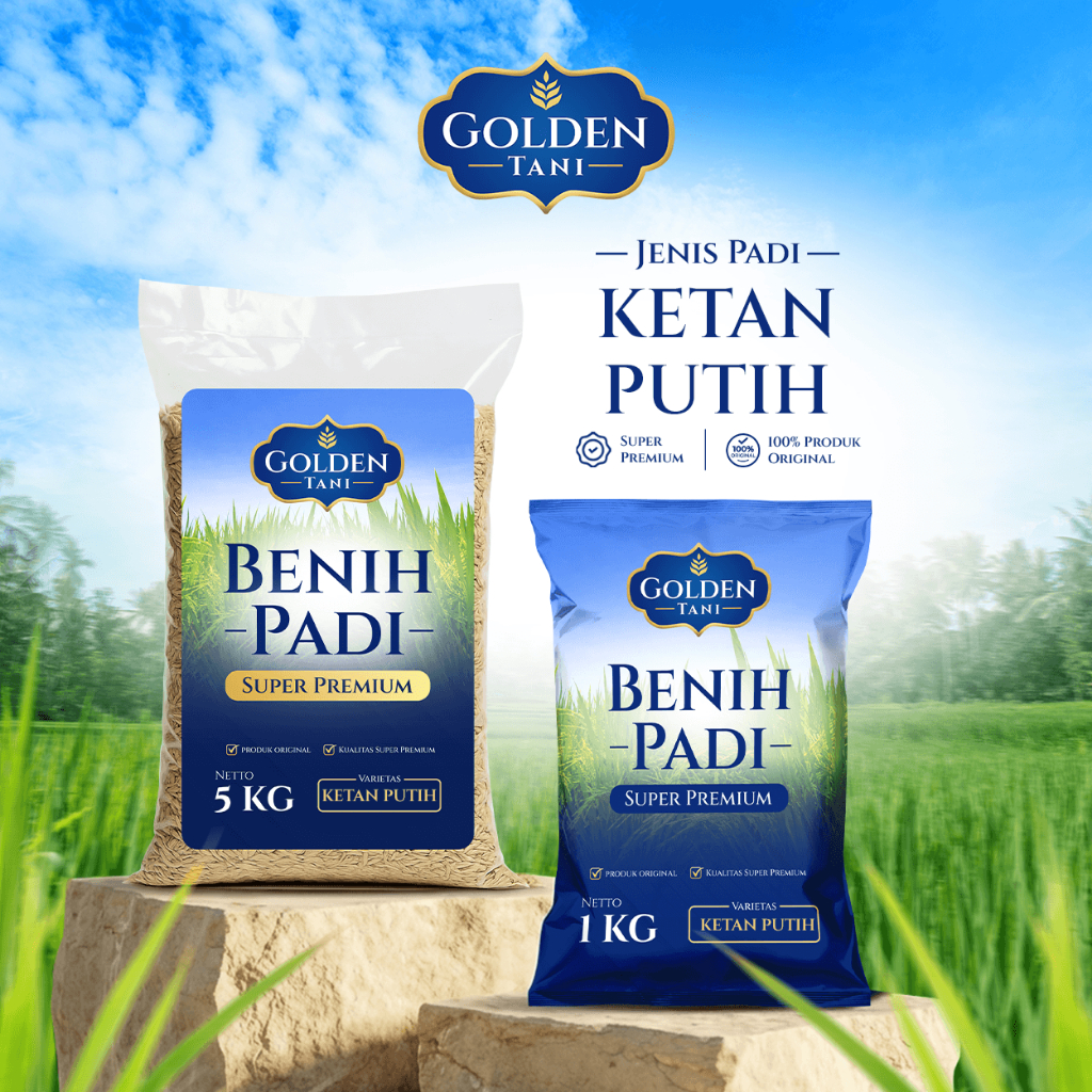 Benih Padi Ketan Putih Kualitas Super Premium Original 100%