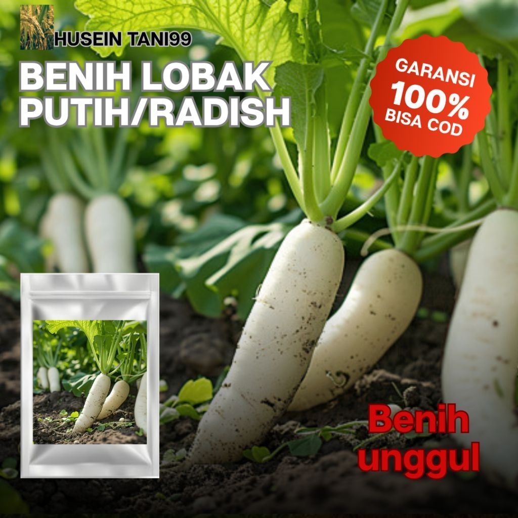 500 biji benih Lobak Putih/Radish unggul