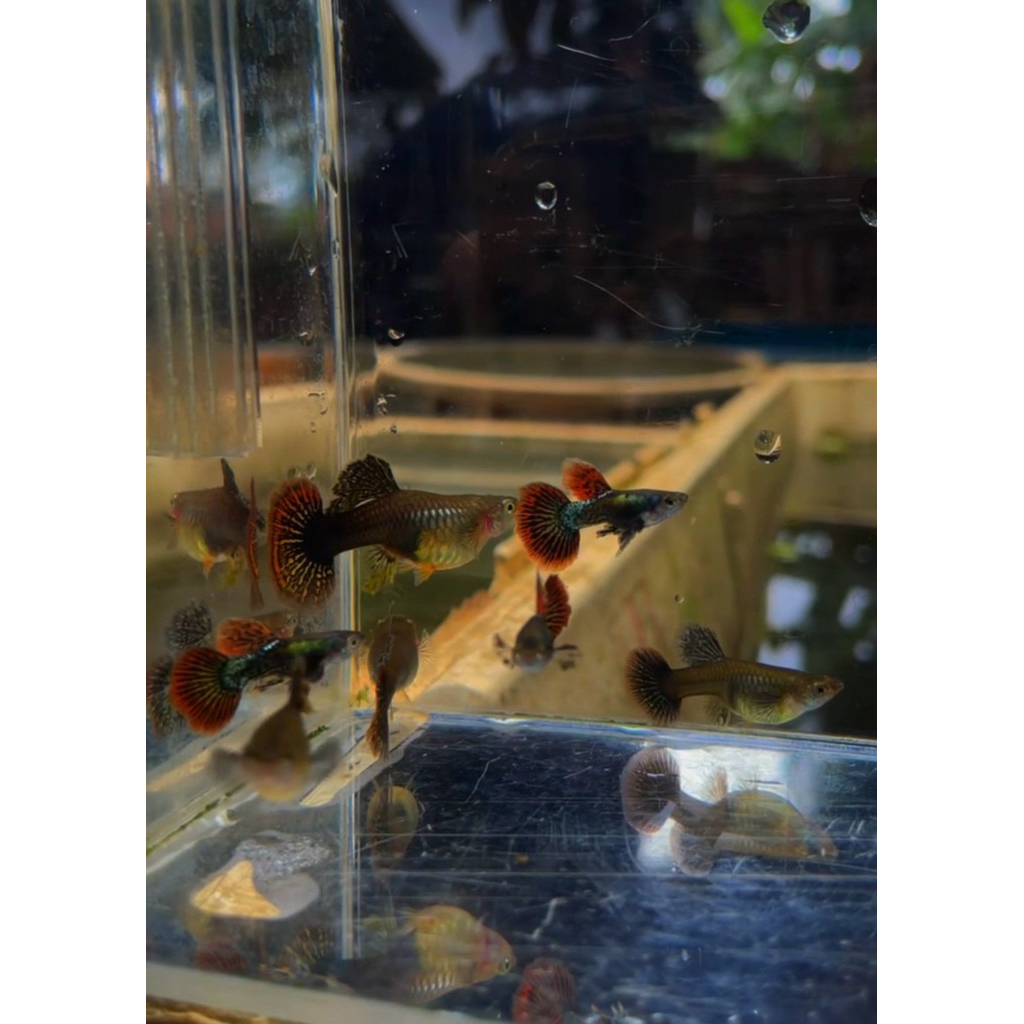 Guppy platinum red dragon hm