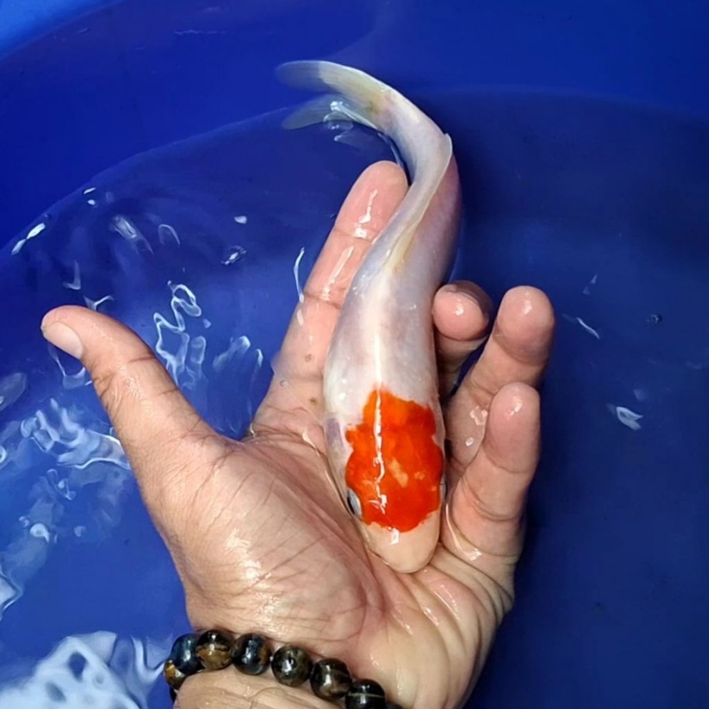 Ikan Koi Blitar Jenis Tancho / Rumah Koi Jakarta / kode 001