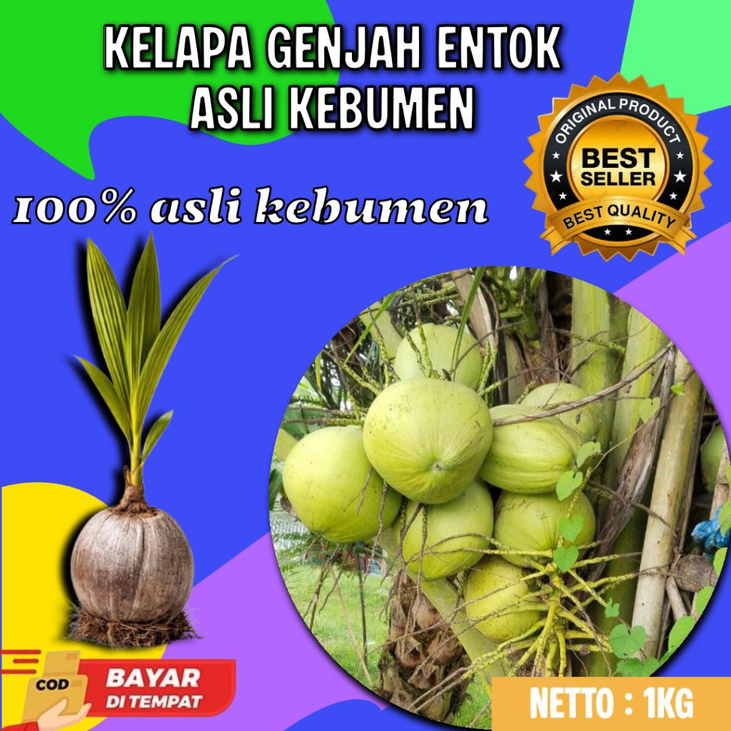 TERJAMIN  Bibit Kelapa Genjah Entok Bersertifikat, Bibit Kelapa Genjah Entok Kebumen, Bibit Kelapa G