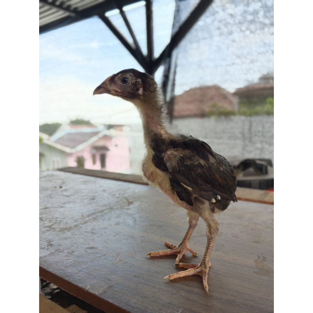 anakan ayam Bangkok