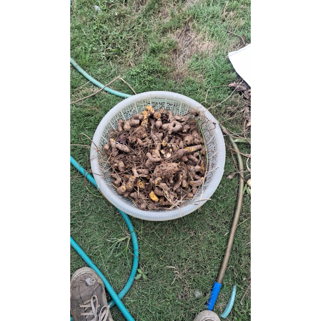 Kunyit 1kg