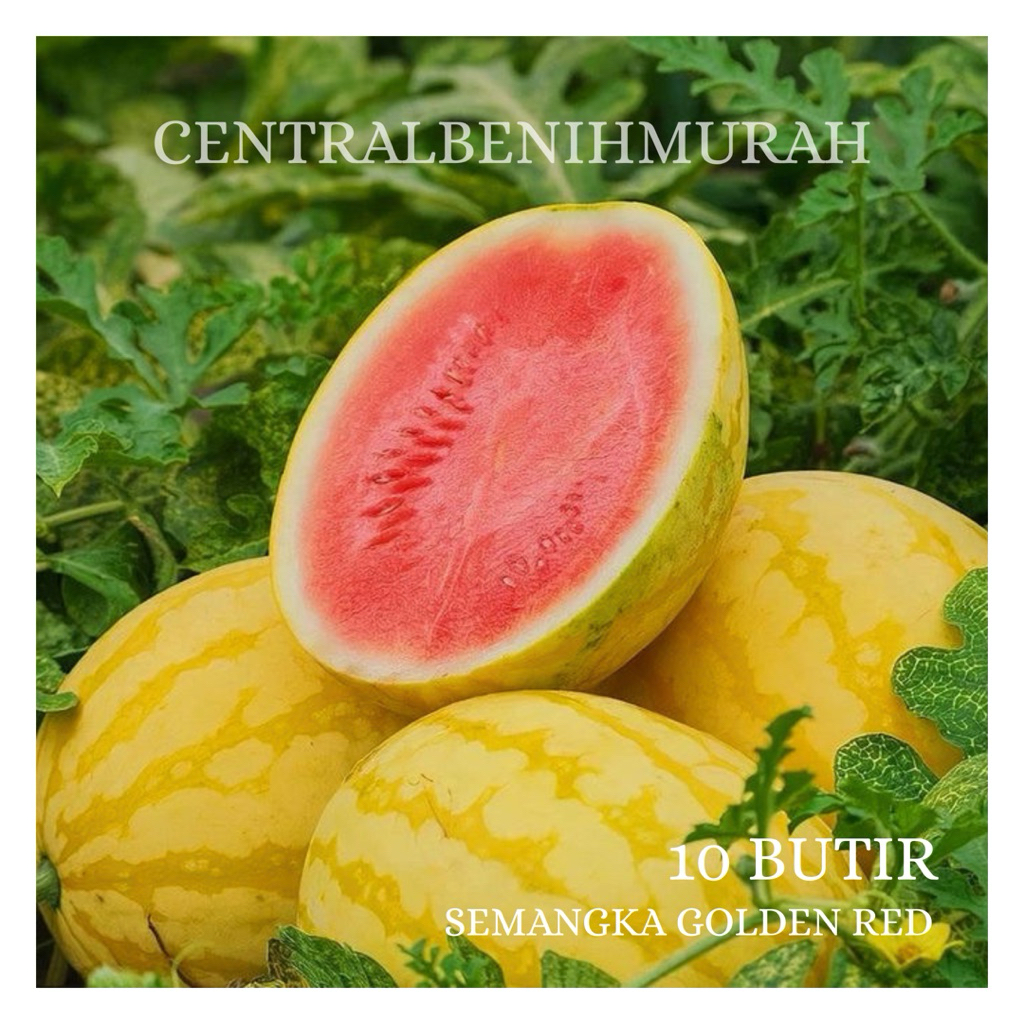 10 BUTIR BENIH TANAMAN SEMANGKA GOLDEN RED