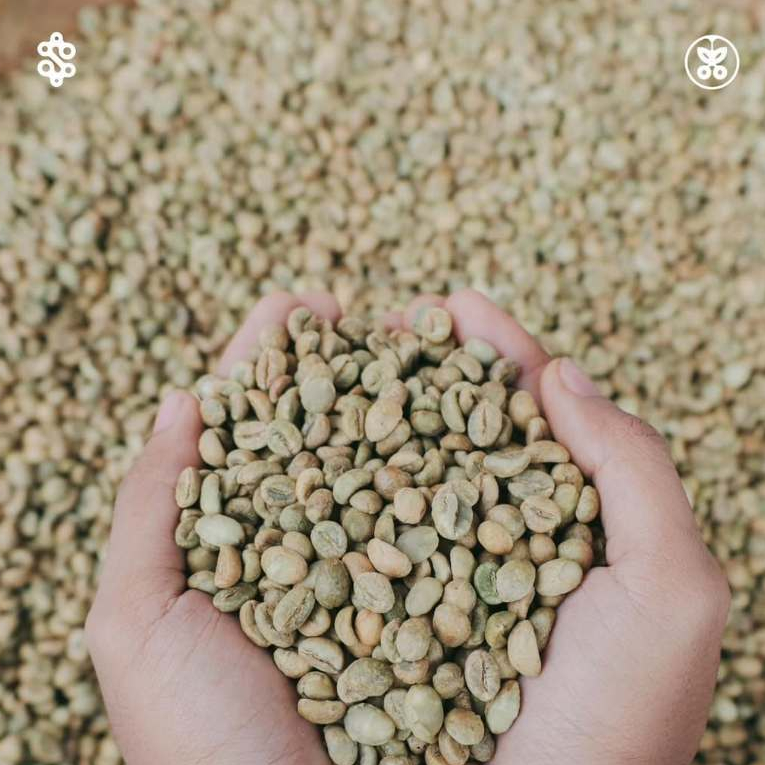 Green Bean Coffee Fine Robusta Semendo Natural Process
