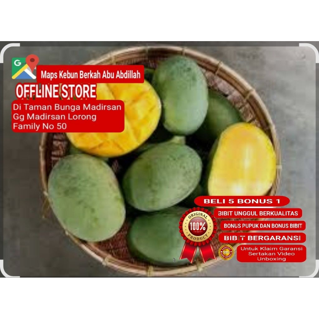 Bibit Mangga Kweni